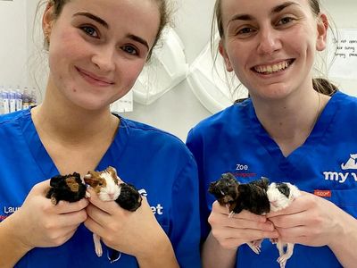 Vet successfully performs C-section on guinea pig