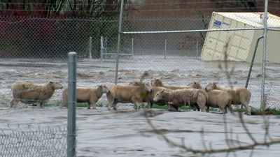 Farmer Trevor Foster, who died in 2016 Tasmanian floods, initially didn't notice rush of water arriving, inquest hears