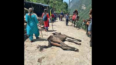 Uttarakhand HC asks state to list measures to protect equines on pilgrimage routes
