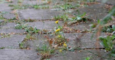 Mum says £1.18 creation is 'the best weed killer ever'