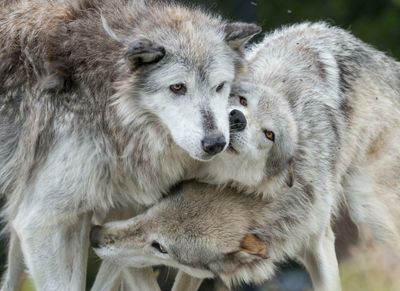 ‘People may be overselling the myth’: should we bring back the wolf?