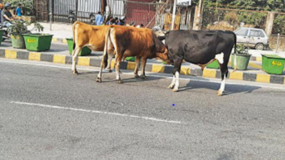 Uttarakhand: When will the menace of stray animals end?