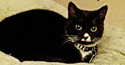 'It is just horrendous': Pet cat found hanged on washing line in 'deliberate act'