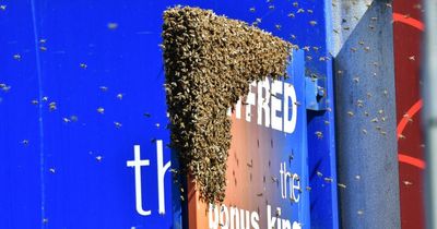 Hundreds of bees swarm outside Lobster Pot