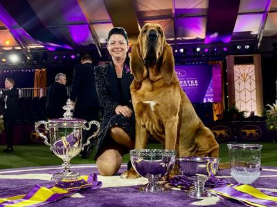 Trumpet the bloodhound wins prestigious Westminster Kennel Club Dog Show