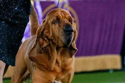 Westminster Kennel Club Dog Show: Trumpet is the first ever bloodhound to win Best in Show