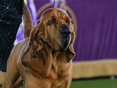 What to know about bloodhounds, after the breed takes best in show at Westminster