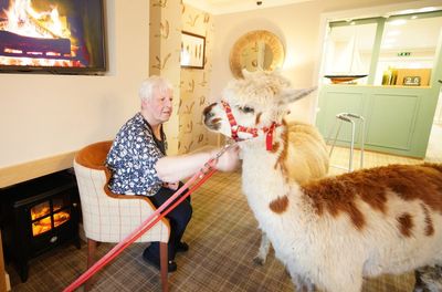 Smiles all round as alpacas surprise residents at Leicester care home