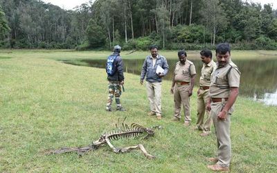 Tiger and dhole spotted near Ooty town; researchers say it’s an encouraging sign