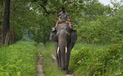 Vitamin D3-rich weed among 18 plants stifling Kaziranga