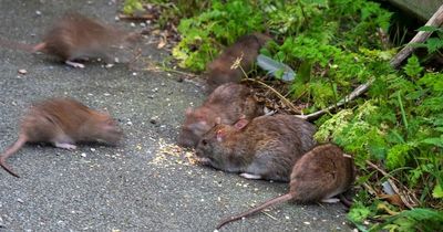 Horror rat invasion at beauty spot blamed on 2 women feeding them bread