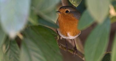 Wildlife-shy Brits cannot identify most birds or insects in their garden, study finds