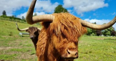 Win a family trip to Blair Drummond Safari Park and see the new highland cows