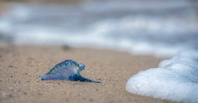 Portrush beach dangerous jellyfish warning after one spotted on shore