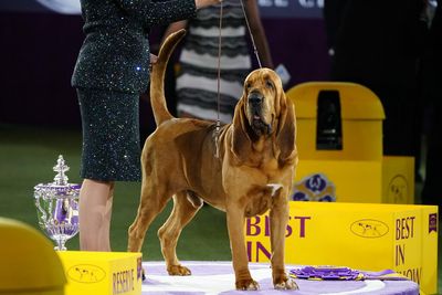 7 awesome photos of 2022 Westminster Best in Show winner Trumpet the Bloodhound