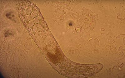 Mites have sex on our faces … and here’s why we should be grateful