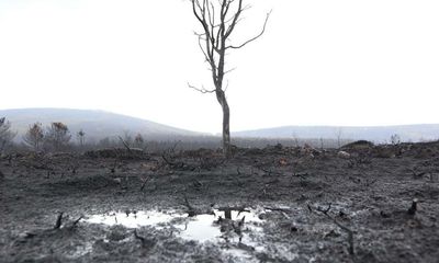 Fears for wolf population after ‘catastrophic’ wildfire in Spain