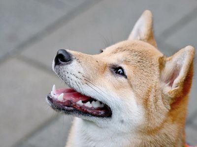 Dogecoin Daily: Price Goes Green, 'Millionaire' Showcases Purchasing Power And More