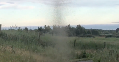 'That's a midge tornado' Scot captures incredible clip of swirling swarm above country path