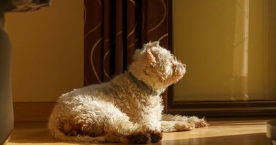 Woman fears house is haunted after dog tries to warn her over 'cold stranger'