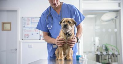 Vet issues stark warning to all dog owners who microchipped their pets