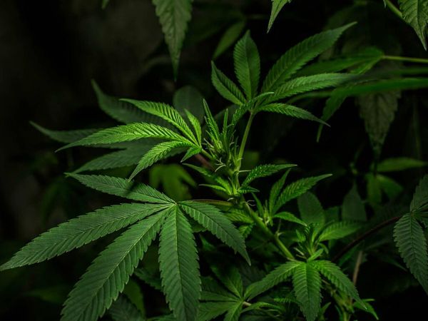 The Critical Role Of Technology In The Cannabis Industry