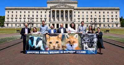 Anti-animal cruelty group at Stormont aim to introduce bill against hunting