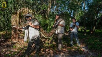 World’s heaviest 18 feet long python caught in Florida