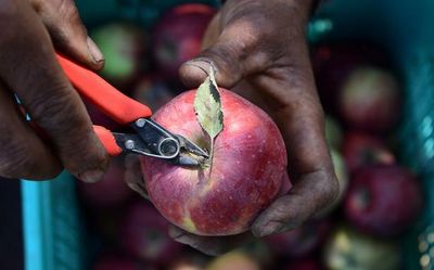 Apple farmers meet in Srinagar, urges help to form cooperatives