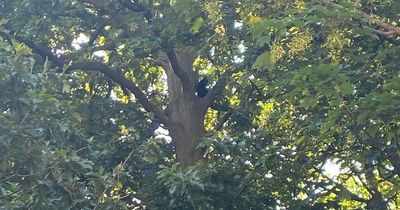 Woman heartbroken as cat stuck up tree for hours where cherry picker can't reach