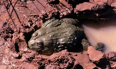 Appetite for frogs’ legs in France and Belgium ‘driving species to extinction’