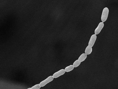 Think all bacteria are microscopic? Tell that to these centimeter-long monsters