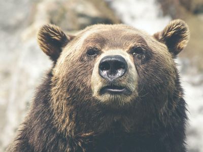 Stocks Sniffing A Bear Market Rally