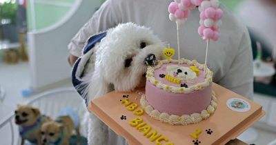 'I fed my niece's inedible cake to the dog - now my sister is furious'