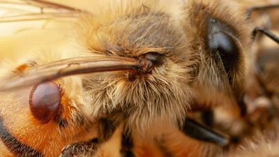 Varroa mite detection at Port of Newcastle threatens Australia's bee industry