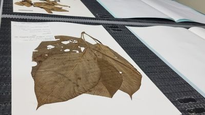 Digitising the Australian National Herbarium may help us better understand how plants respond to climate change, researchers say