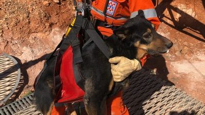 'Very happy' dogs rescued from 12-metre mine shaft in Coober Pedy