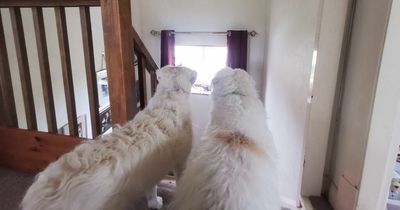 I turned to tech to stop my dogs barking at the neighbours