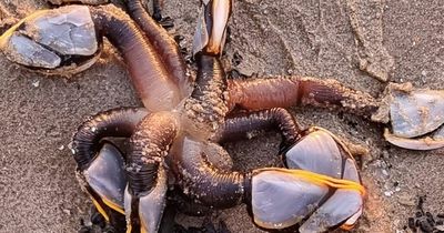 Beachgoer finds alien-looking ‘Stranger Things monster’ and it's worth a fortune