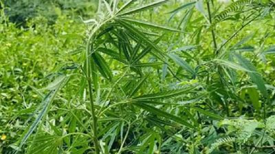 Man held for growing ganja plants in Kerala