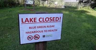 Blue-green algae deadly to dogs identified early in Northern Ireland