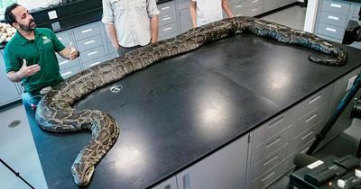 Largest ever snake weighing 98kg and reaching 18ft captured with 122 eggs in belly