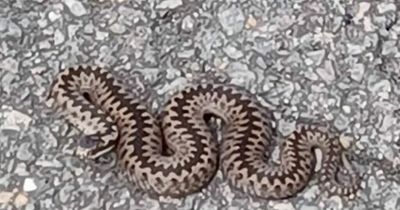 Venomous snake spotted in Balfron as locals urged to stay vigilant