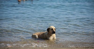 Vet warns owners going abroad with pets to plan carefully due to 'complex' rules