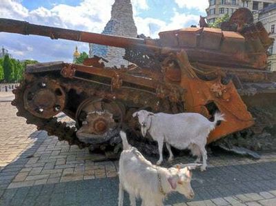 ‘Chaotic’ goat triggers Russian soldier’s hospital boobytrap injuring 40