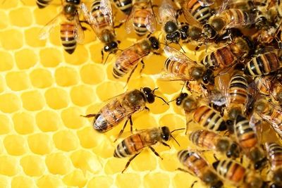 Climate change negatively impacts bumble bees: Study reveals