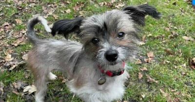 Timid dog that spent years locked in a cage searching for a new home