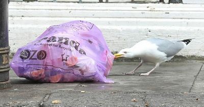 'We must do better' to stop food waste being torn apart by seagulls, says Lord Mayor