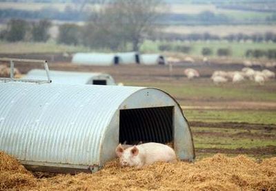 Control zone enforced at farm after suspected foot and mouth case
