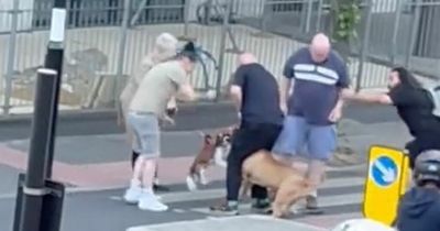 Screaming dog owner tries to defend pet as it's viciously attacked in road